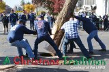 Lemoore firemen muscle their 69-foot Christmas tree into its manhole at the D Street and Fox Street intersection Sunday afteroon as the Lemoore holiday season officially begins.